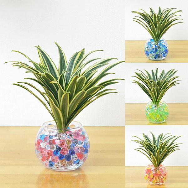 ミニ観葉植物 ドラセナ コンパクタ 斑入り スフィアガラスゼリー植え Sskan フラワーコーポレーション 通販 Yahoo ショッピング