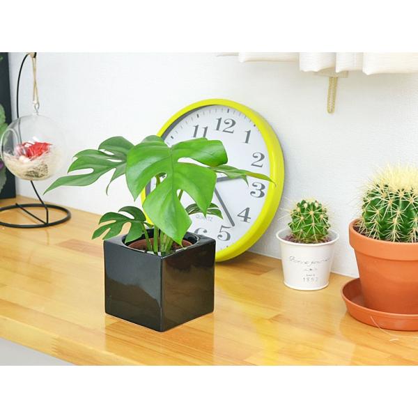 ミニ観葉植物 ヒメモンステラ ハイドロカルチャースタイリッシュ陶器鉢付き Buyee 日本代购平台 产品购物网站大全 Buyee一站式代购 Bot Online