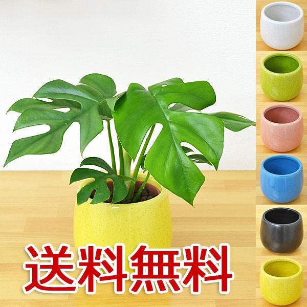 ミニ観葉植物 ヒメモンステラ陶器鉢付き ハイドロカルチャー Buyee Buyee Japanese Proxy Service Buy From Japan Bot Online