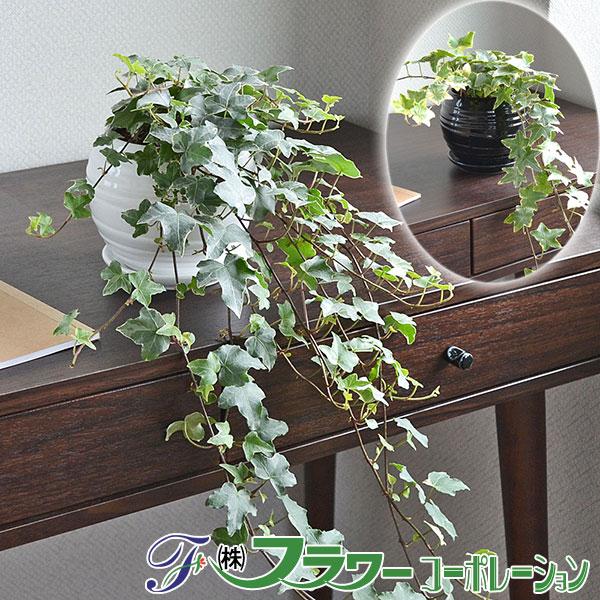 観葉植物 アイビー ヘデラ ロング おしゃれ お祝い ボール形陶器鉢植え Sskan フラワーコーポレーション 通販 Yahoo ショッピング