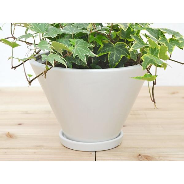 観葉植物 アイビー3種寄せ植え おしゃれ お祝い すり鉢形陶器鉢植え ヘデラ ホワイト Buyee Buyee 提供一站式最全面最专业现地yahoo Japan拍卖代bid代拍代购服务 Bot Online