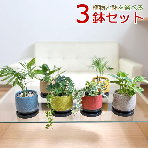 観葉植物 ミニ 陶器鉢植え 3鉢セット シュガーバイン アイビー ポトス ヤシ 種類 選べる おしゃれ お祝い ツル 貫入