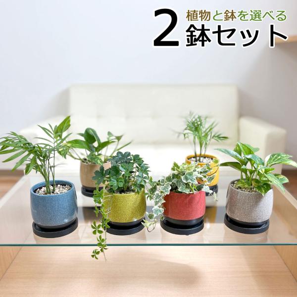 観葉植物 ミニ 陶器鉢植え 2鉢セット シュガーバイン アイビー ポトス ヤシ 種類 選べる おしゃれ お祝い ツル 貫入