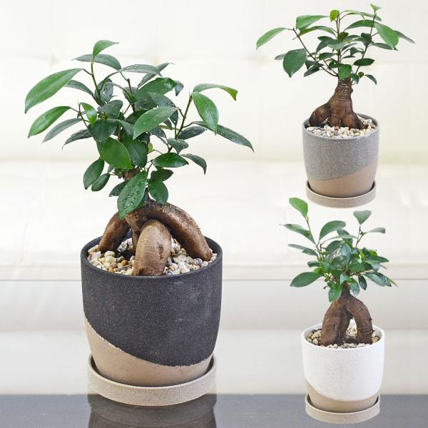 ガジュマル 太幹 フィカス 植物 インテリア flower-c_sskan-000167