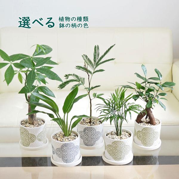 観葉植物 ガジュマル パキラ ヤシ テラコッタ鉢 陶器鉢 花柄 タイル風 フリーゼ アンティーク 3号 ホワイト 白 選べる おしゃれ お祝い 小さい 棚 本物 室内