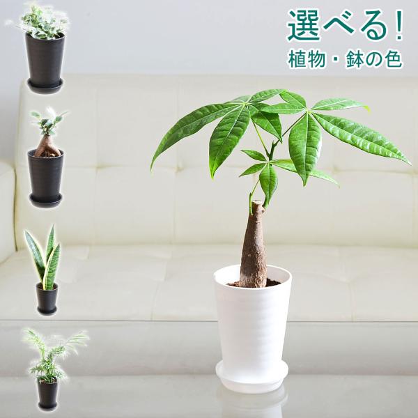 観葉植物 パキラ ガジュマル サンスベリア サンセベリア アイビー ヘデラ テーブルヤシ  ミニ 種類 選べる セラアート鉢 3.5号 おしゃれ 小さい 棚 本物 室内