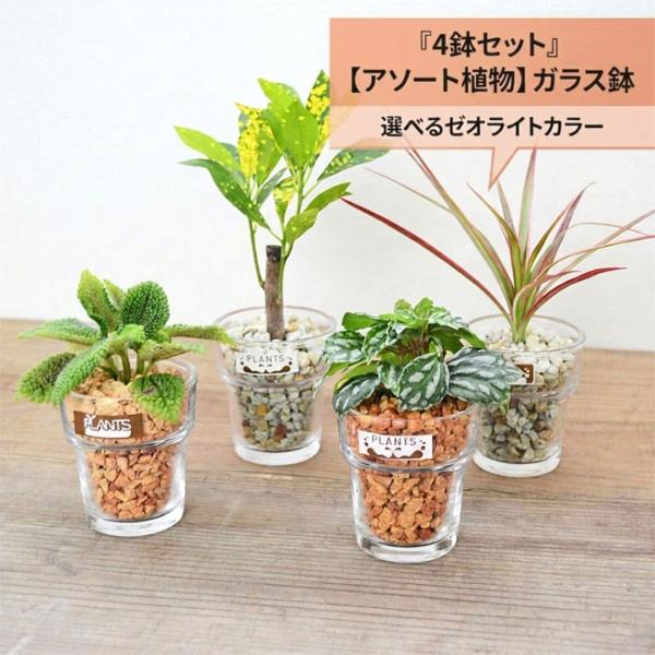 観葉植物セット　13点　一気にたくさん手に入る大チャンス！ 観葉植物 ミニ ハイドロカルチャー 水耕栽培 種類 アソート ガラス 4鉢