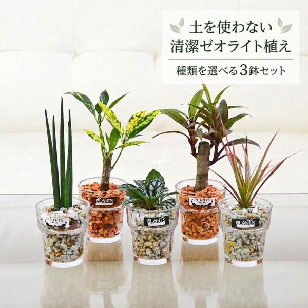 観葉植物 ミニ ハイドロカルチャー 水耕栽培 ガラス 3鉢セット 植物の種類 ゼオライトの色 選べる おしゃれ 小さい 棚 インテリア 室内 本物