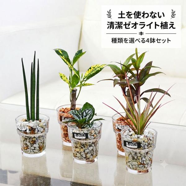 観葉植物 ミニ ハイドロカルチャー 水耕栽培 ガラス 4鉢セット 植物の種類 ゼオライトの色 選べる おしゃれ 小さい 棚 インテリア 室内 本物