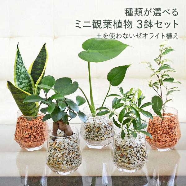 観葉植物 ミニ 3鉢セット ハイドロカルチャー 水耕栽培 種類 ゼオライト 選べる ヘキサグラス ガラス おしゃれ 小さい 棚 インテリア 室内 本物