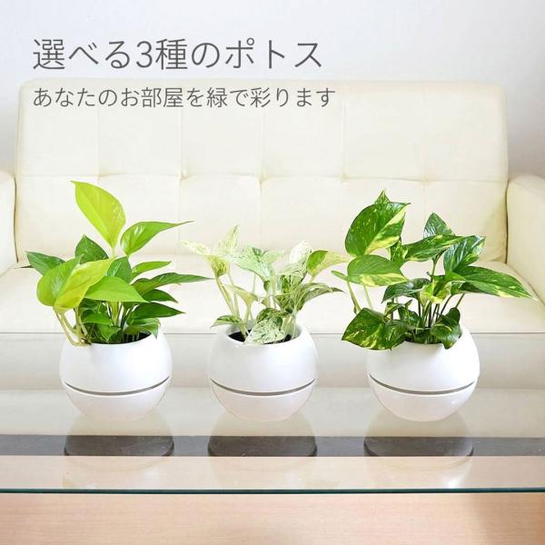 観葉植物 ポトス ゴールド マーブル ライム 品種選べる カプセルポット ホワイト 3号 おしゃれ 本物 大型 インテリア 室内