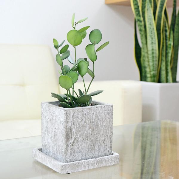 A ϗtA O[h ΂̑ ZgA RN[g L[u 