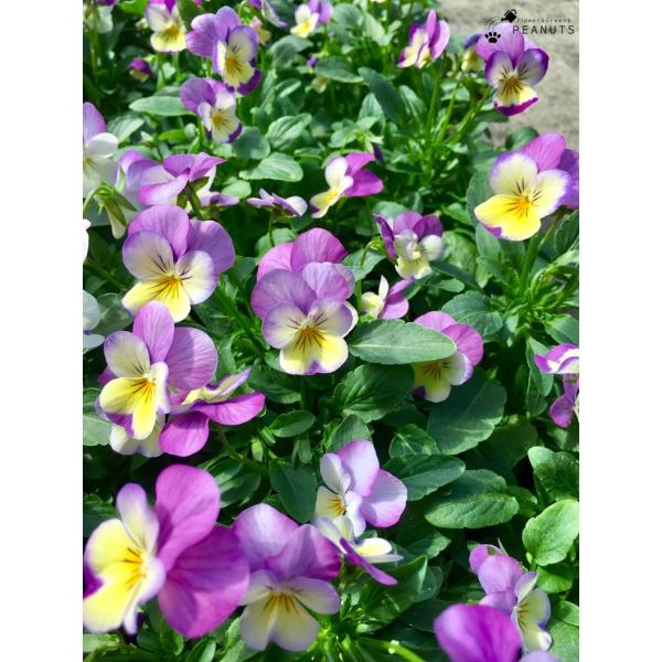 ビオラ フローラルパワー ピンクレモンリップ 3号ポット苗 花付き 花壇 寄せ植え N 000 Flower Green Peanuts 通販 Yahoo ショッピング