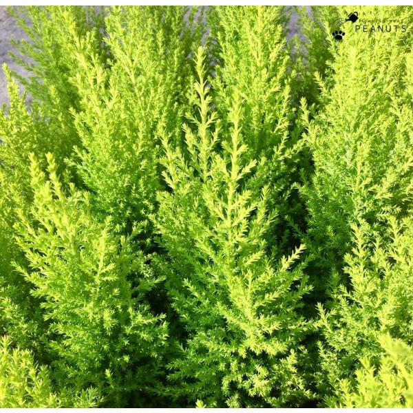 コニファー ゴールドクレスト ウィルマ 3号ポット苗 花壇 寄せ植え N Flower Green Peanuts 通販 Yahoo ショッピング