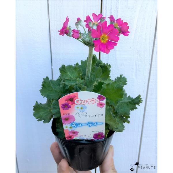 プリムラ マラコイデス キューティー レッド 3号ポット苗 花付き 桜草 花壇 寄せ植え N Flower Green Peanuts 通販 Yahoo ショッピング