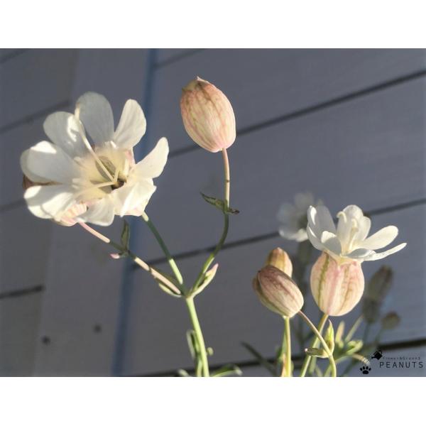 斑入り シレネ ナッキーホワイト 2 5号ポット苗 カラーリーフ N Flower Green Peanuts 通販 Yahoo ショッピング