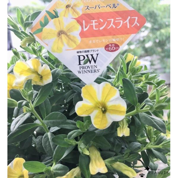 カリブラコアスーパーベル レモンスライス 大株 3 5号ロングポット苗 花付き 花壇 寄せ植え Dejapan Bid And Buy Japan With 0 Commission