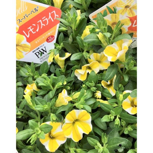 カリブラコアスーパーベル レモンスライス 大株 3 5号ロングポット苗 花付き 花壇 寄せ植え Dejapan Bid And Buy Japan With 0 Commission