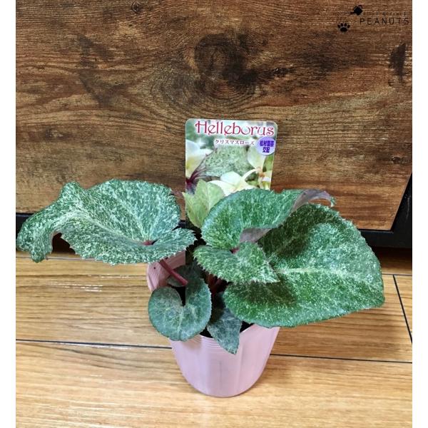 斑入り クリスマスローズ カラーリーフミックス 3 5号ロングポット苗 Helleborus Sternii Colorleaf カラーリーフ 花壇 寄せ植え N Flower Green Peanuts 通販 Yahoo ショッピング