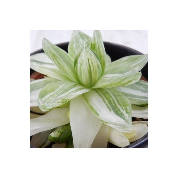 日本花キ流通 多肉植物 sdハオルチア 京の華錦 ハオルチア 3号鉢