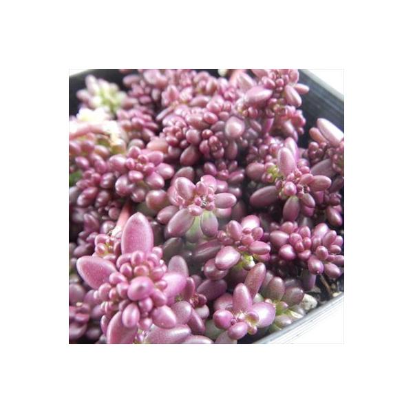 多肉植物 Seポーチュラカ ピンキー 多肉植物 9cmポット Buyee 日本代购平台 产品购物网站大全 Buyee一站式代购 Bot Online