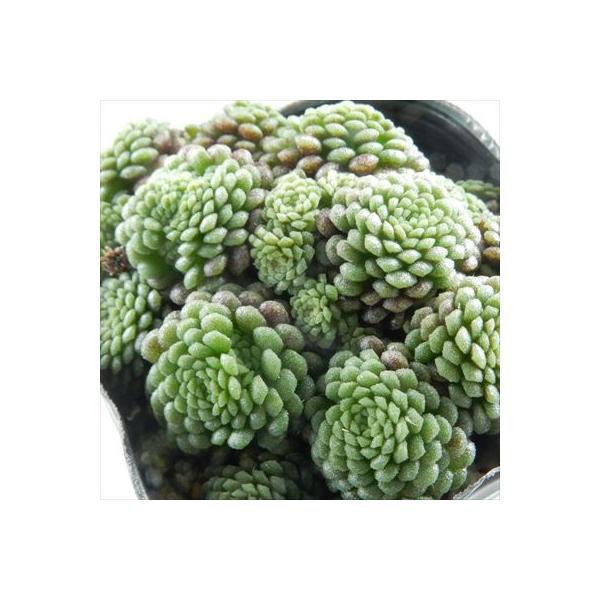 ■日当たり春秋型種10℃〜25℃の過ごしやすい季節によく生長し、暑すぎたり、寒すぎる時期は休眠してしまいます。生長期：9月〜5月休眠期：6月〜8月■水やり1春・秋は日当たりがよく、雨が当たらない風通しの良い場所に置く2夏の直射日光は避ける3...