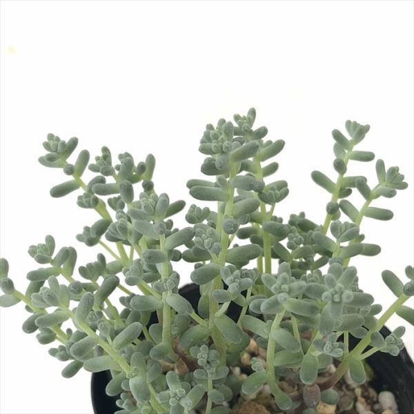 日本花キ流通 多肉植物 seセダム 木立ブレビフォリウム 多肉植物
