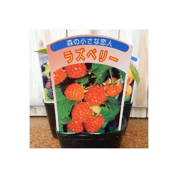 選べるラズベリー苗 ラズベリー ブラックベリー イエローラズベリー 果樹苗 9cmポット Buyee Buyee Japanese Proxy Service Buy From Japan Bot Online