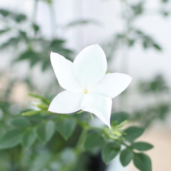 ジャスミン ホワイトプリンセス 苗 ハーブ Buyee Buyee Japanese Proxy Service Buy From Japan Bot Online