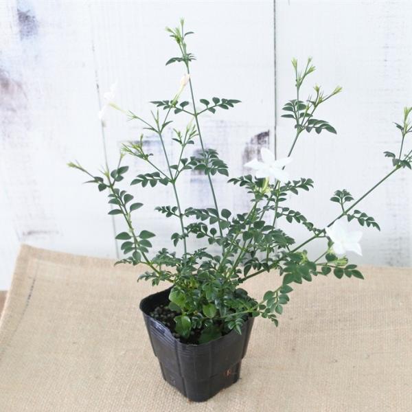 ジャスミン ホワイトプリンセス 苗 ハーブ Buyee Buyee Japanese Proxy Service Buy From Japan Bot Online