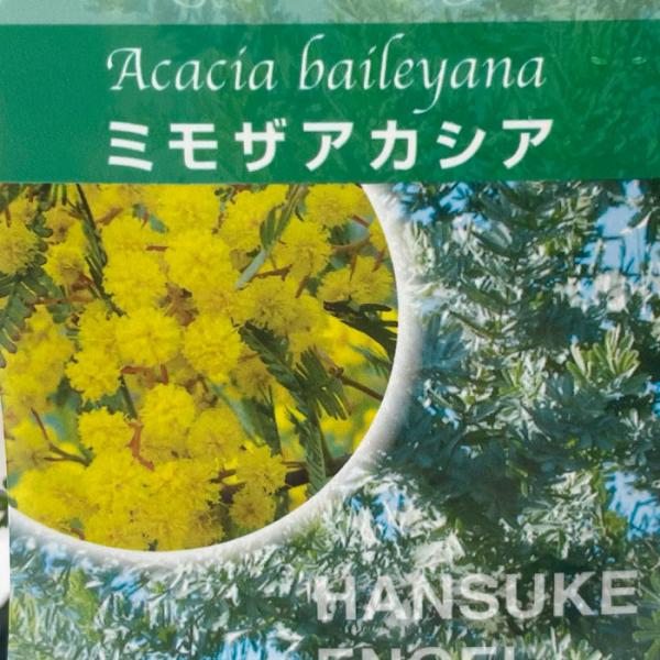 日本花キ流通 アカシア ミモザアカシア 10.5cmポット 庭木 苗木 日本花キ流通 アカシア ミモザアカシア 10.5cmポット 庭木 苗木