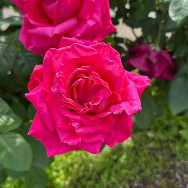 他サイト： 予約販売 バラ苗 バラ大苗 大輪 マリアカラス 四季咲き 薔薇 ばら ピンク マリア・カラス troe 12月中旬以降発送の商品画像