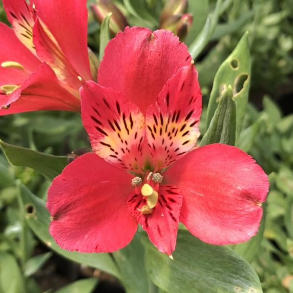 選べるアルストロメリア苗part1 宿根草 10 5cmポット Buyee Buyee 日本の通販商品 オークションの代理入札 代理購入