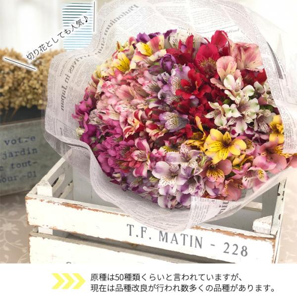 選べるアルストロメリア苗part1 宿根草 10 5cmポット Buyee Buyee 日本の通販商品 オークションの代理入札 代理購入