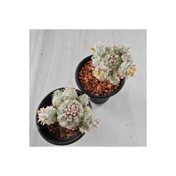 多肉植物 Sdユーフォルビア ミルクトロン ユーフォルビア 7 5cmポット 人気商品