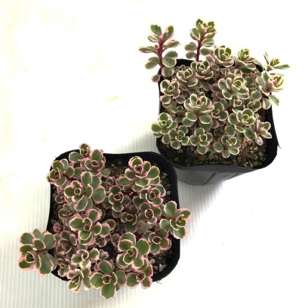 多肉植物 Seセダム コーカサスキリンソウ トリカラー 多肉植物 セダム 9cmポット Buyee 日本代购平台 产品购物网站大全 Buyee一站式代购 Bot Online