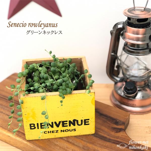 グリーンネックレス 日本花キ流通 多肉植物 se斑入りグリーンネックレス 9cmポット