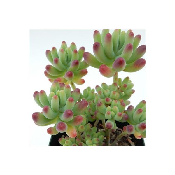 多肉植物 Irzセダム 乙女心 オトメゴコロ 多肉植物 9cmポット Buyee Buyee Japanese Proxy Service Buy From Japan Bot Online