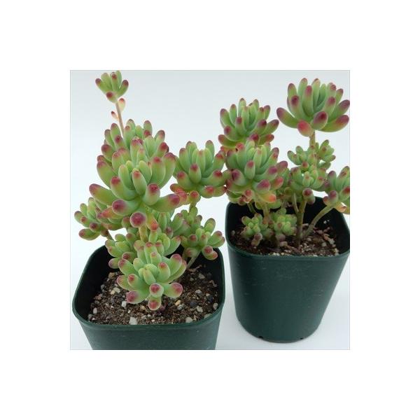 多肉植物 Irzセダム 乙女心 オトメゴコロ 多肉植物 9cmポット Buyee Buyee Japanese Proxy Service Buy From Japan Bot Online