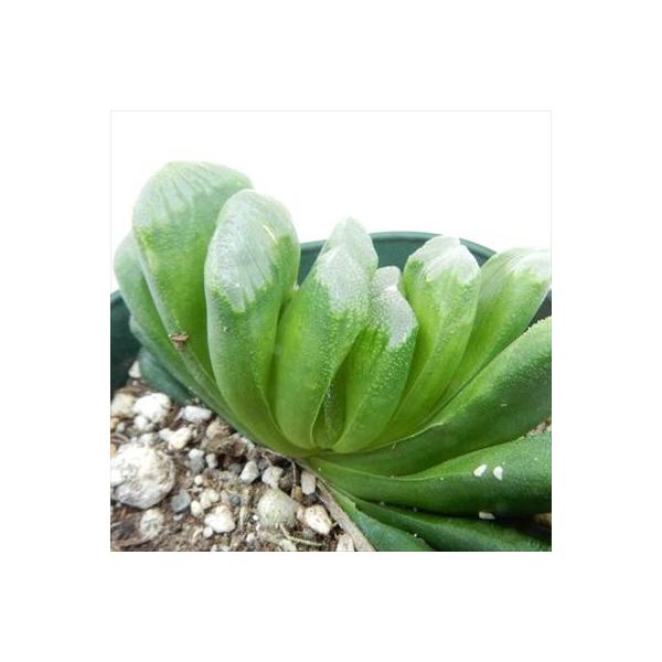 多肉植物 irzハオルチア グリーン玉扇 多肉植物 9cmポット :10000714:フラワーネット日本花キ流通 - 通販 - Yahoo