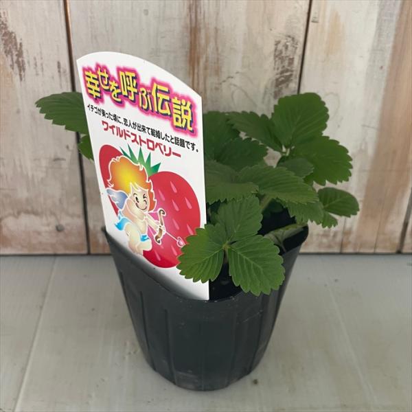 日本花キ流通 ワイルドストロベリー 苗 9cmポット いちご イチゴ 日本花キ流通 ワイルドストロベリー 苗 9cmポット いちご イチゴ
