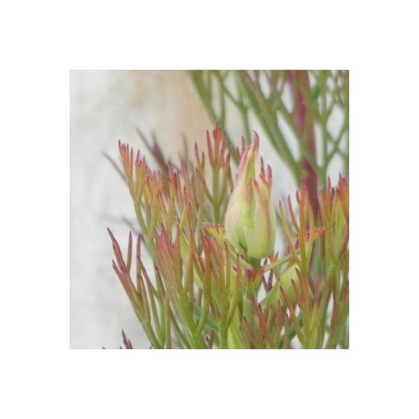 ■商品説明珍しい、ジョーイセルリアは増殖栽培の権利を購入して限定栽培している花で、全国でも数戸の農園のみでの栽培です。英国王室の、故ダイアナ妃が結婚式のブーケに使用して一時期大変人気になりブライダルフラワーとして定着しました。■開花期1月〜...