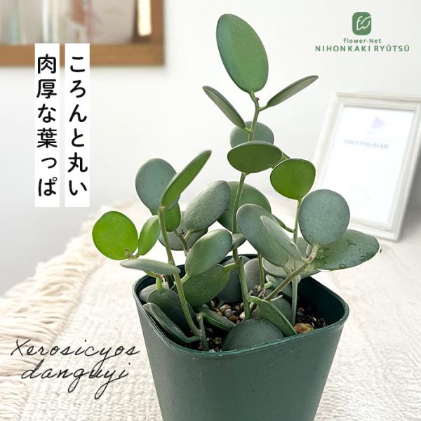 日本花キ流通 多肉植物 caクセロシキオス 緑の太鼓 グリーンドラム 9cm
