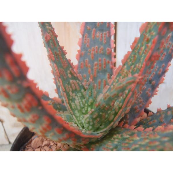 多肉植物 Sd珍しい アロエ フラミンゴ 多肉植物 ミニ観葉植物 フラワーネット日本花キ流通 通販 Yahoo ショッピング