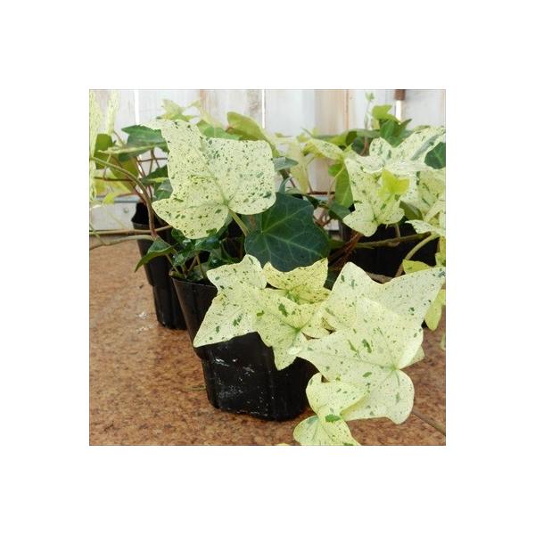 ヘデラ 白雪姫 白い葉っぱが魅力的なヘデラ白雪姫 9cmポット 観葉植物 Buyee Buyee 提供一站式最全面最專業現地yahoo Japan拍賣代bid代拍代購服務 Bot Online