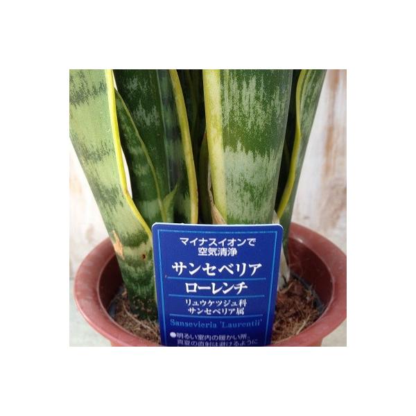 マイナスイオンで空気清浄 サンスベリア ローレンチ4号鉢 観葉植物 Buyee Buyee Japanese Proxy Service Buy From Japan Bot Online