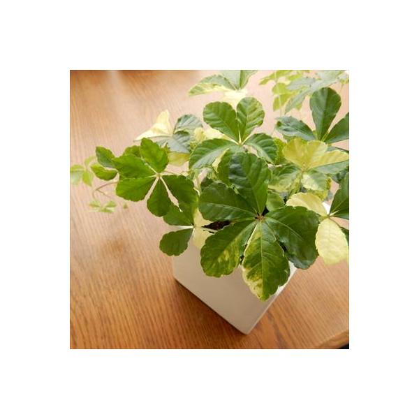 日本花キ流通 観葉植物 希少種 斑入りシュガーバイン 9cmポット つる性