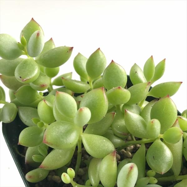 ペンデンス　抜き苗① flower-net_10001177