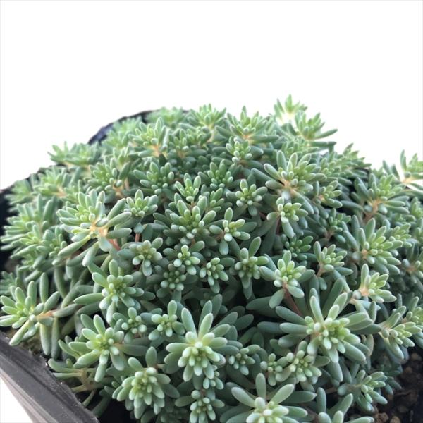 多肉植物　セダム　ヒスパニカムプルプレア　100カット flower-net_10001212