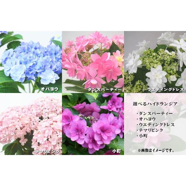 予約販売10月中旬以降発送 選べるあじさい アジサイ 紫陽花 10 5cmポット ダンスパーティー Buyee Buyee Japanese Proxy Service Buy From Japan Bot Online